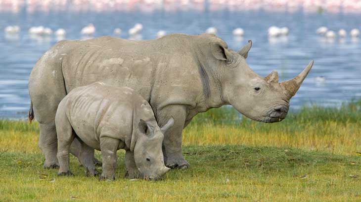 rino